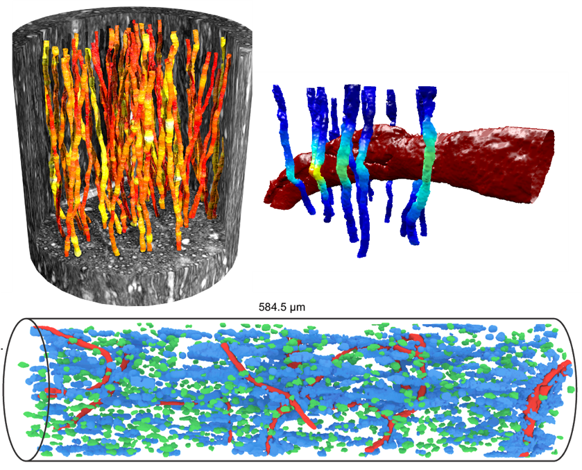 Axon Morphology