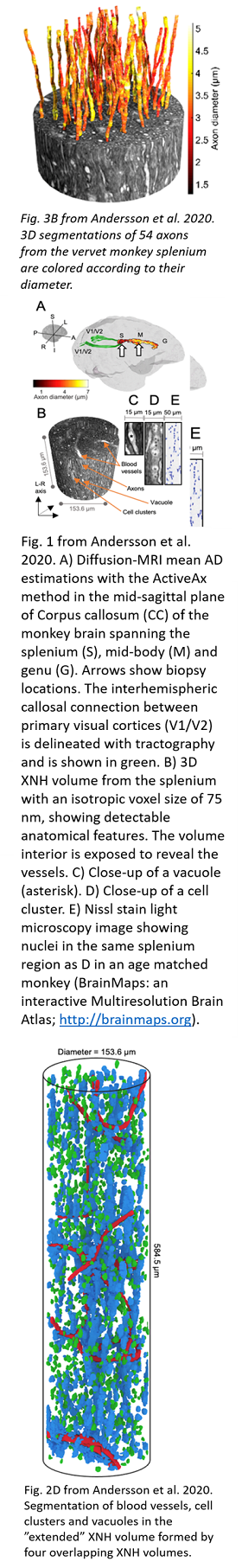 Axon Morphology Dataset billede 1c