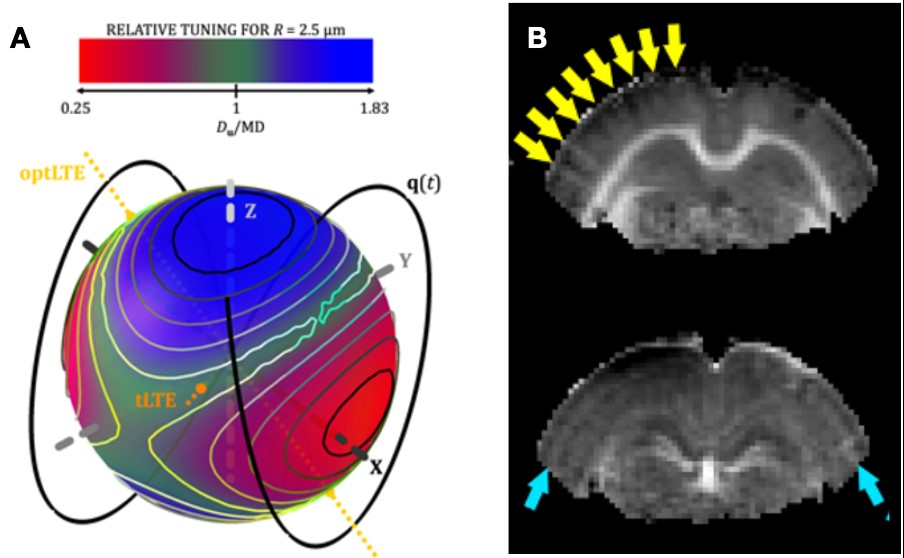 Cell Morphometrics and Mechanisms group description image1