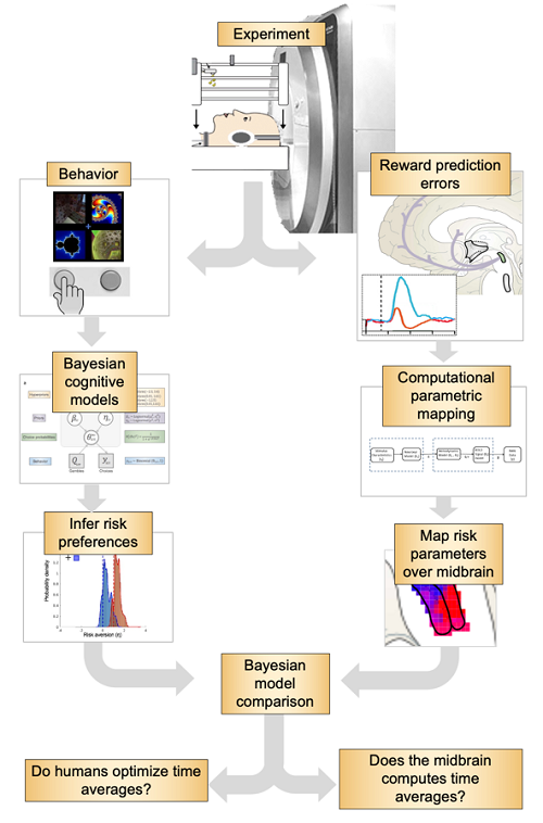 Computational Neuroscience of Reward Figure 1