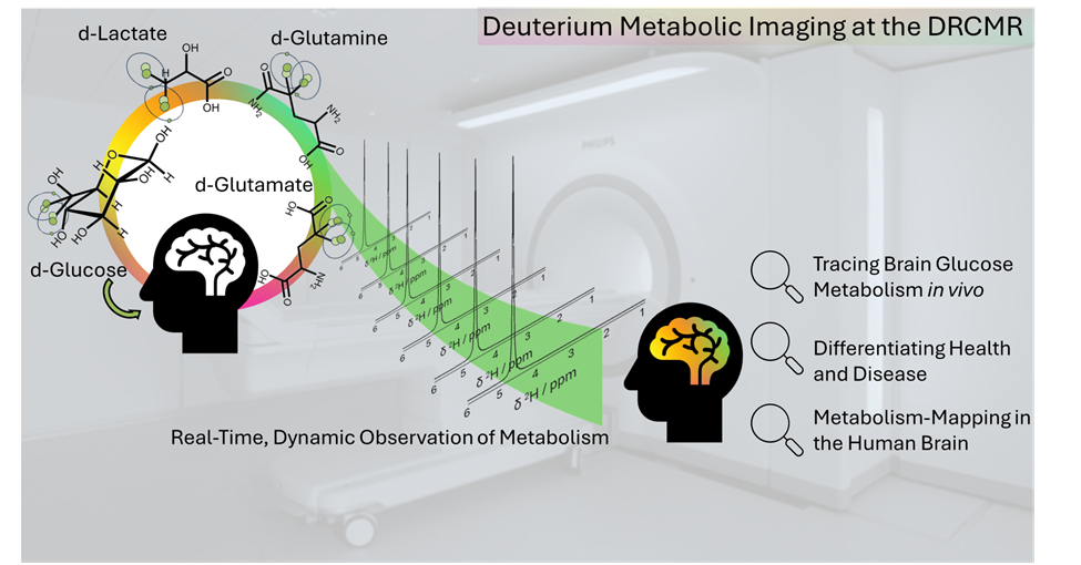 MR Spectroscopy and Metabolism Billede1