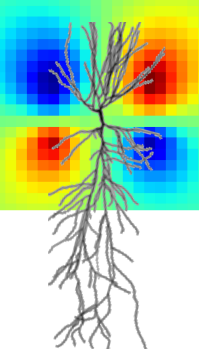 Neurophysics Figure 7