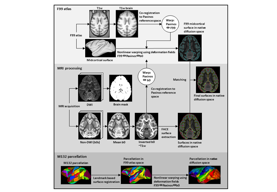 Rhesus Macaque Brain billede 3