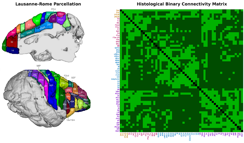 Rhesus Macaque Brain Figure 2