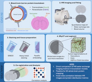Lundbeck Foundation grant to Postdoc Emma Thomson