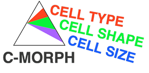 New method for investigating neuronal and glial cell structure in vivo in the human brain